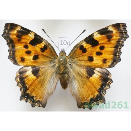 Nymphalis polychloros (Linnaeus, 1758) ex. larva Czech10d